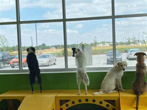 City bark thornton - Hello City Bark Family, We just wanted to give you an update on our opening. As of right now we are experiencing delays due to the COVID-19 outbreak. With the City of Thornton not having inspectors...